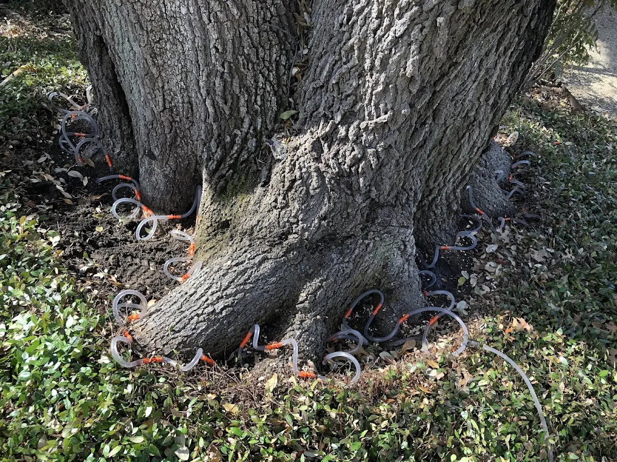 Detailed Tree Cabling and Bracing job site in Cochiti Pueblo