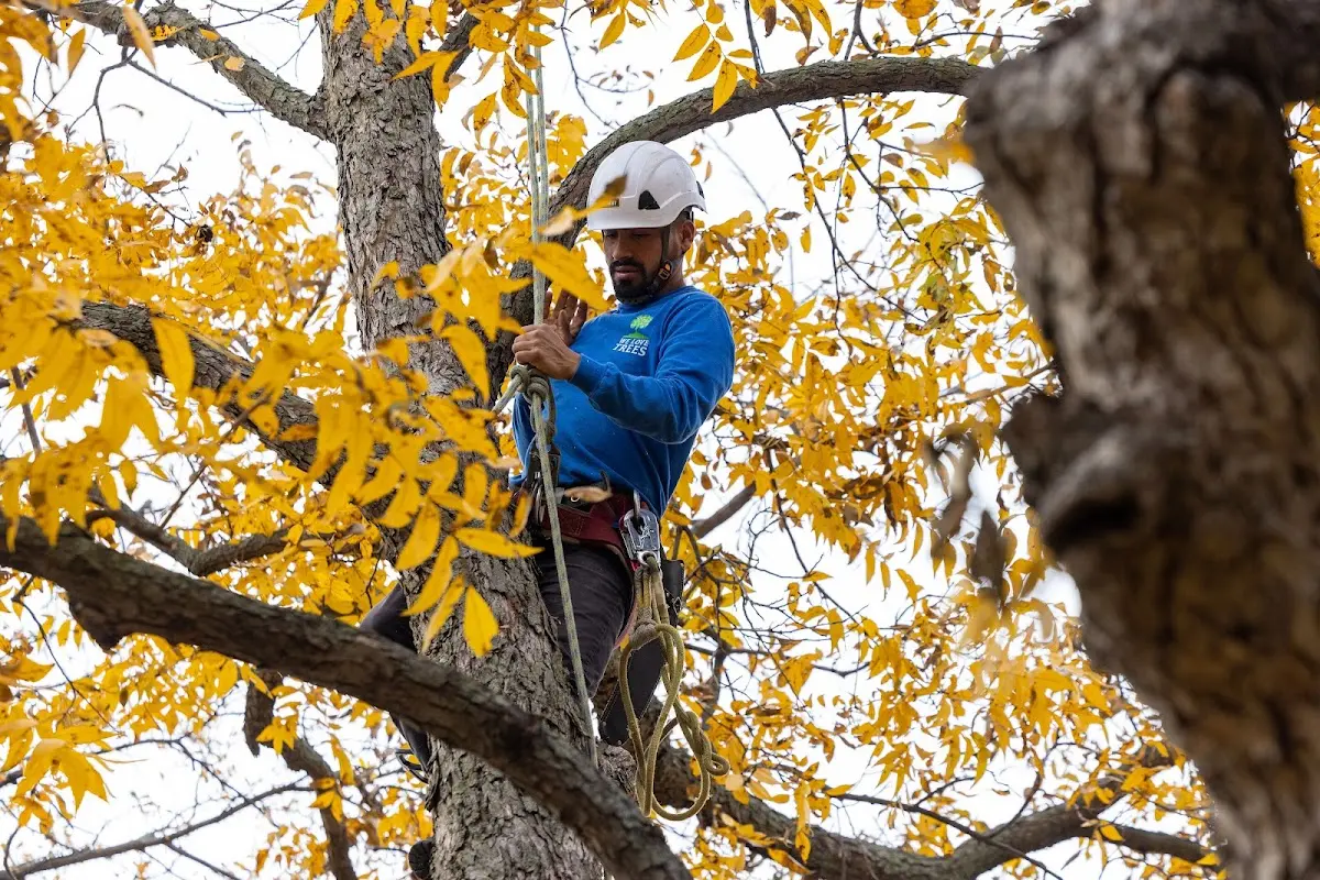 Skilled Tree Pruning crew working in Cochiti Pueblo